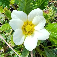 Dryas suendermannii